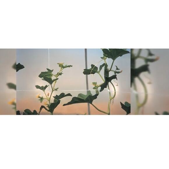 Climbing Garden Heavy-Duty Trellis Net 4x328ft Roll, 6" netting - Picture 4 of 8